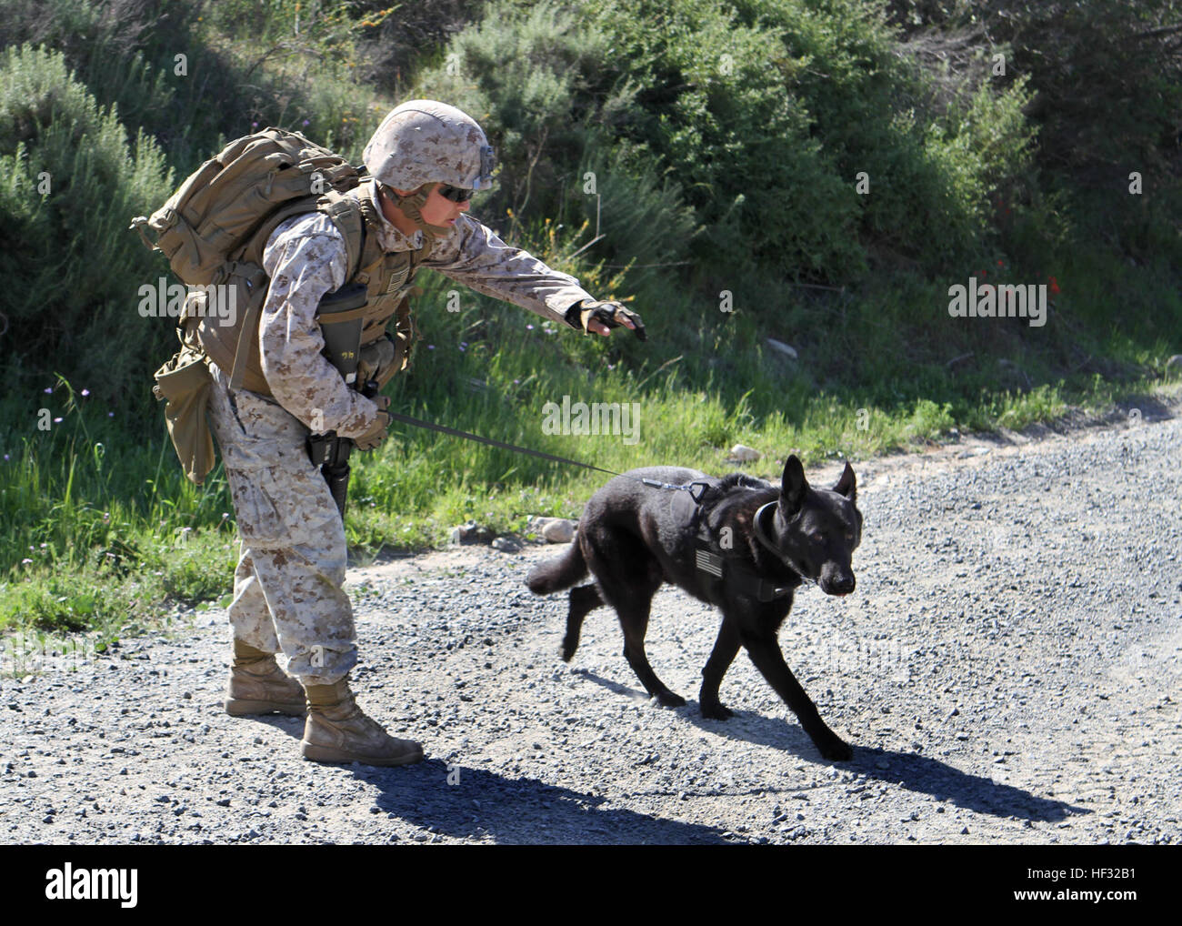 Lance le Cpl. Wadleigh David travail militaire, conducteur de chien, chien de travail militaire, 1er peloton du bataillon de l'application de la Loi, indique à son chien, Hugo, pour rechercher des traces d'explosifs. Avec les Marines, 1er Peloton MWD LEB et voies de Breacher peloton du véhicule, la Compagnie Alpha, 1er bataillon du génie de combat, a participé à la lutte contre les engins explosifs improvisés à bord Formation Périphérique Camp Pendleton, en Californie, le 10 mars 2015. MWDs participer à C-IED 150310-M-HH070-001 Banque D'Images