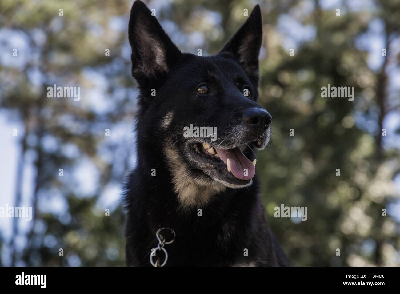 Jeny, un chien de travail militaire, écoute aux commandes de son chien pendant une session de formation à bord de Marine Corps Air Station Beaufort, 8 octobre. Jeny est un 6-year-old Sheppard allemand et a été avec l'appareil pendant plus d'un an. Les équipes, composées d'un chien et d'un gestionnaire, d'exécuter des scénarios possibles qui pourraient être confrontés lors des missions et opérations au jour le jour. Jeny est avec le grand prévôt, section MWD Office à bord de la station d'air. Chien de travail militaire prend en charge l'équipe de visite du Pape 151007-M-RT059-058 Banque D'Images