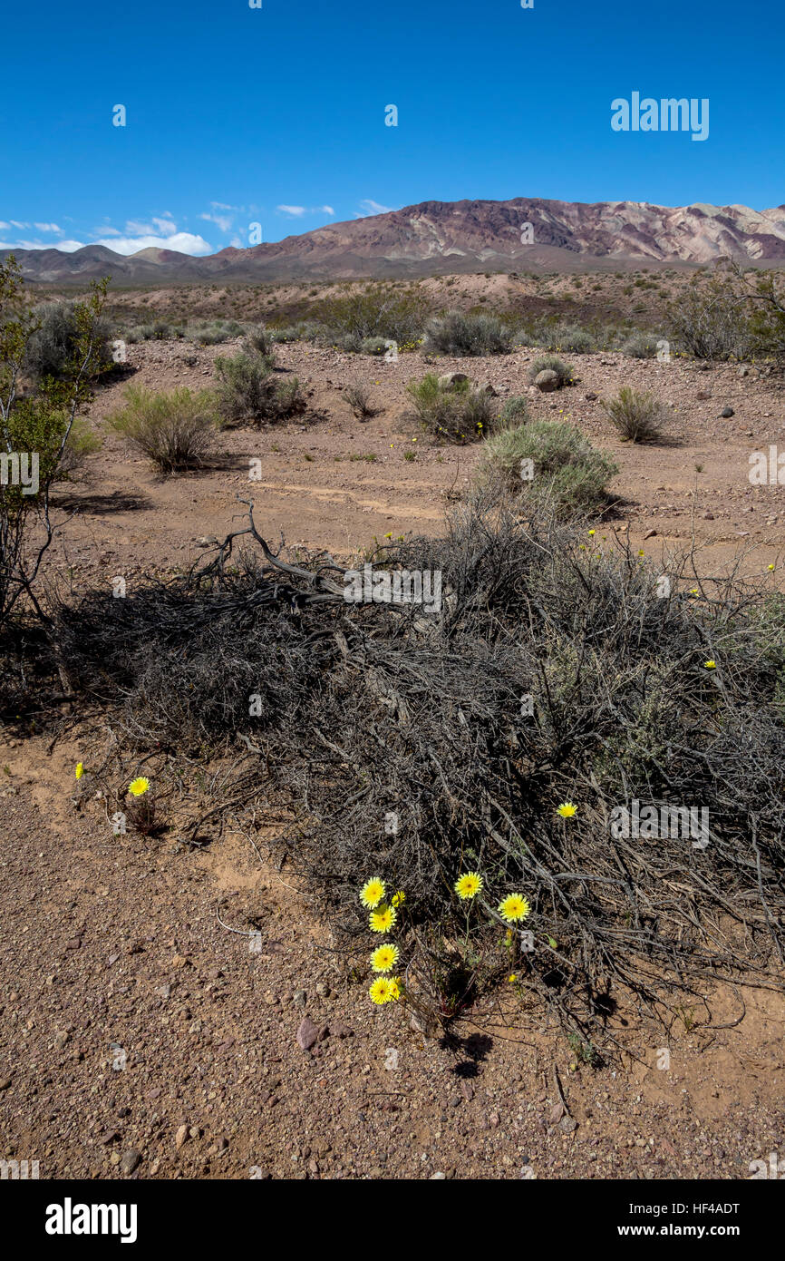 Pissenlits du désert, les fleurs sauvages, dante's view road, Death Valley National Park, Death valley, Californie Banque D'Images
