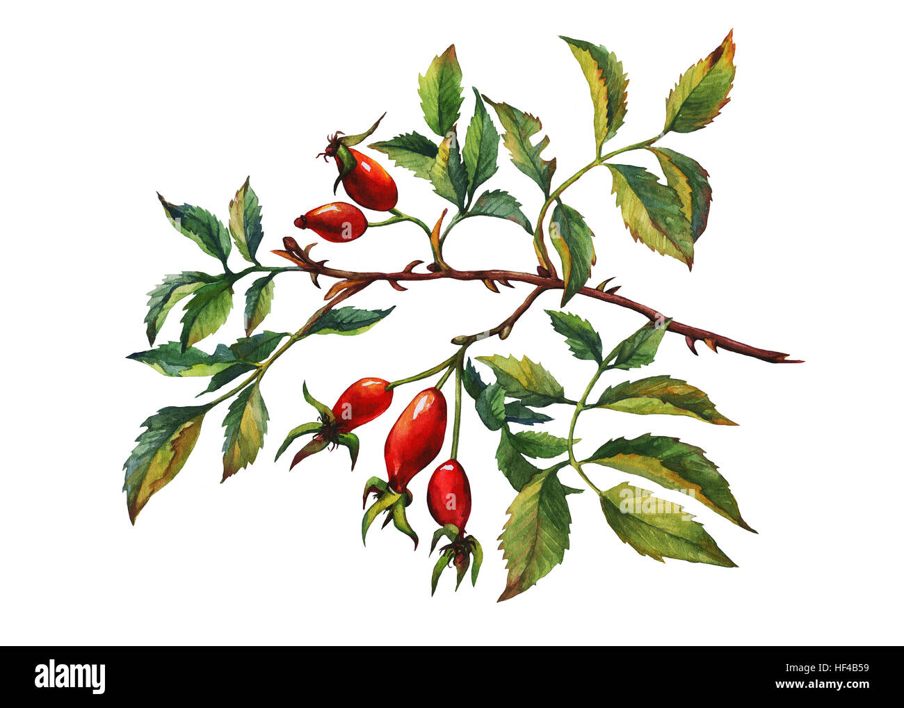 Une succursale de Briar Rose (chien) avec des baies rouges et feuilles vertes. La main de l'aquarelle sur fond blanc. Banque D'Images