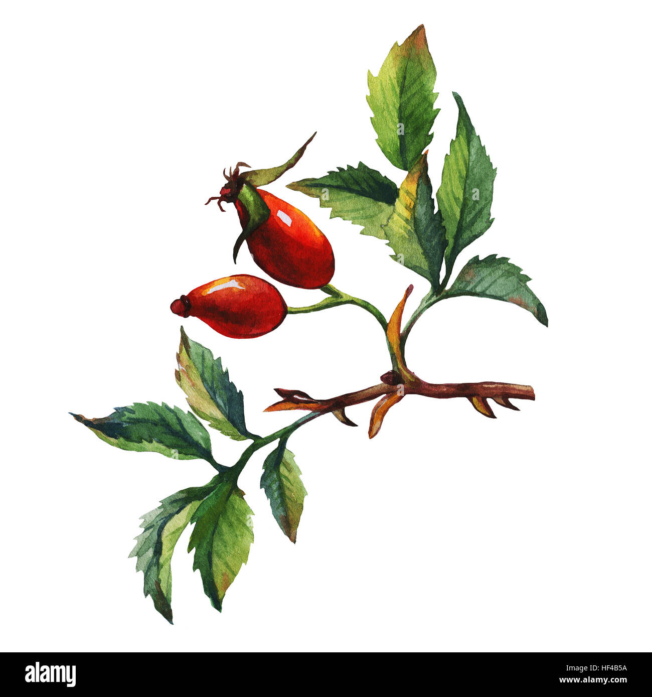 Une succursale de Briar Rose (chien) avec des baies rouges et feuilles vertes. La main de l'aquarelle sur fond blanc. Banque D'Images