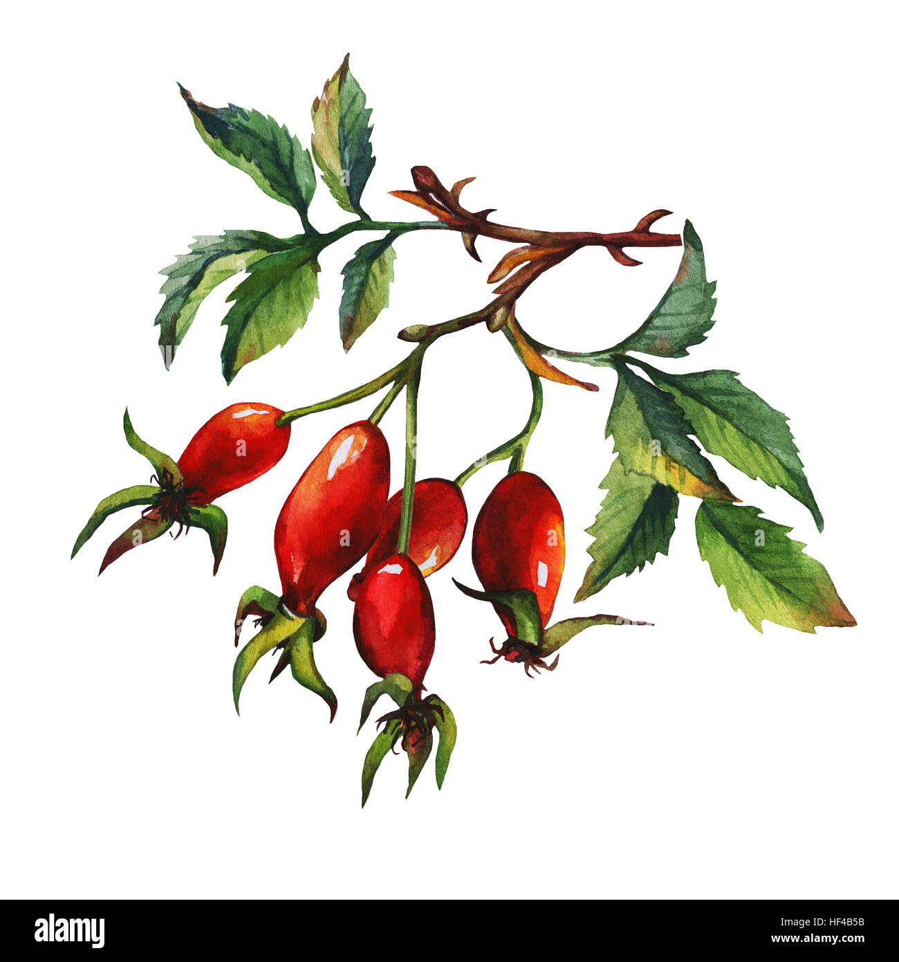 Une succursale de Briar Rose (chien) avec des baies rouges et feuilles vertes. La main de l'aquarelle sur fond blanc. Banque D'Images