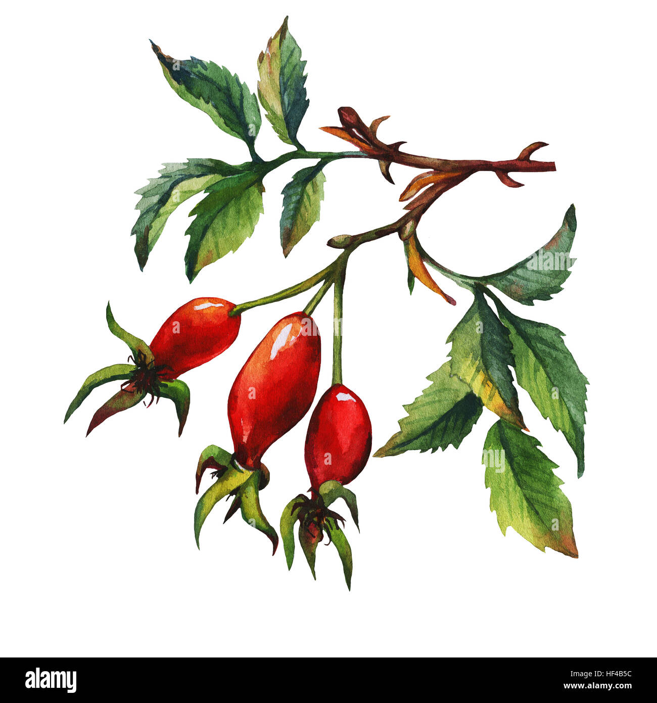 Une succursale de Briar Rose (chien) avec des baies rouges et feuilles vertes. La main de l'aquarelle sur fond blanc. Banque D'Images