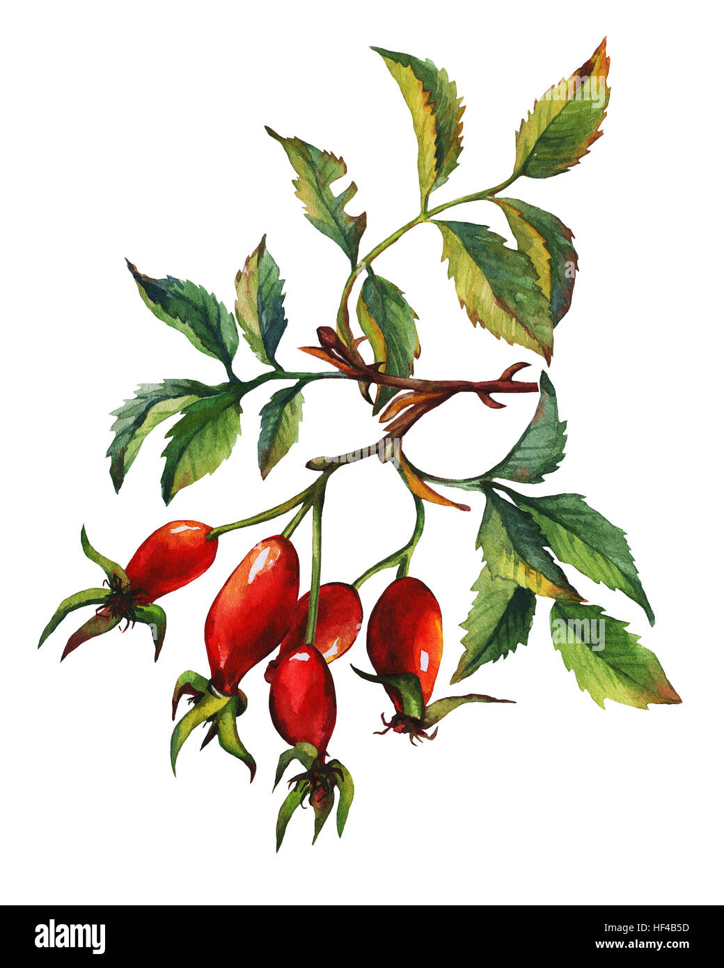 Une succursale de Briar Rose (chien) avec des baies rouges et feuilles vertes. La main de l'aquarelle sur fond blanc. Banque D'Images