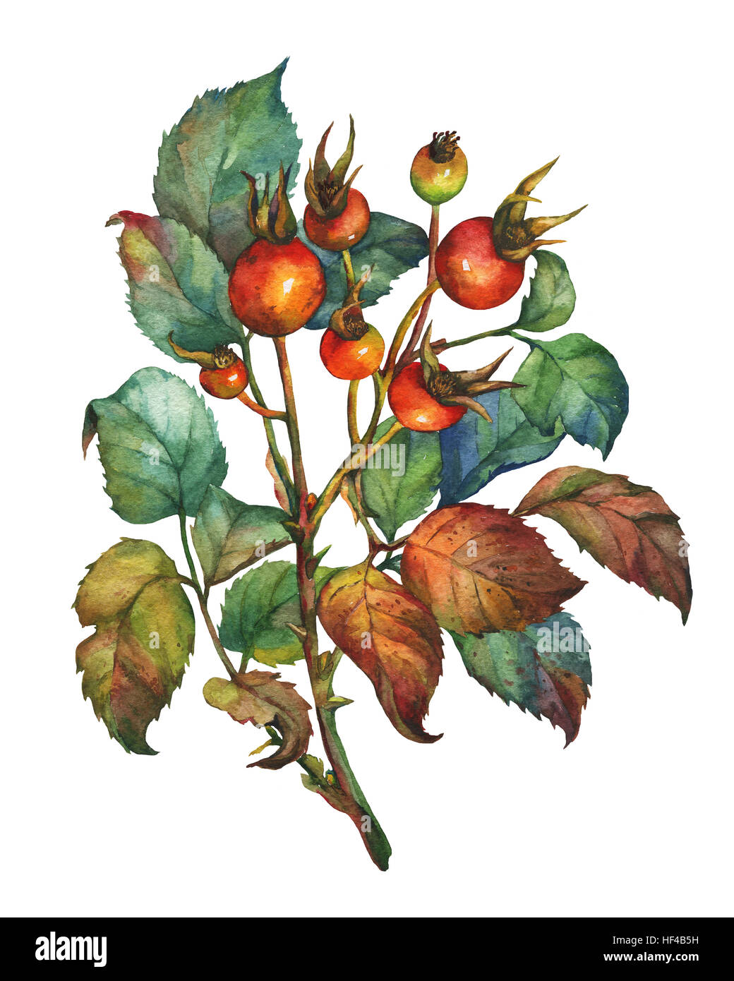 Une succursale de Briar Rose (chien) avec des baies rouges et feuilles vertes. La main de l'aquarelle sur fond blanc. Banque D'Images