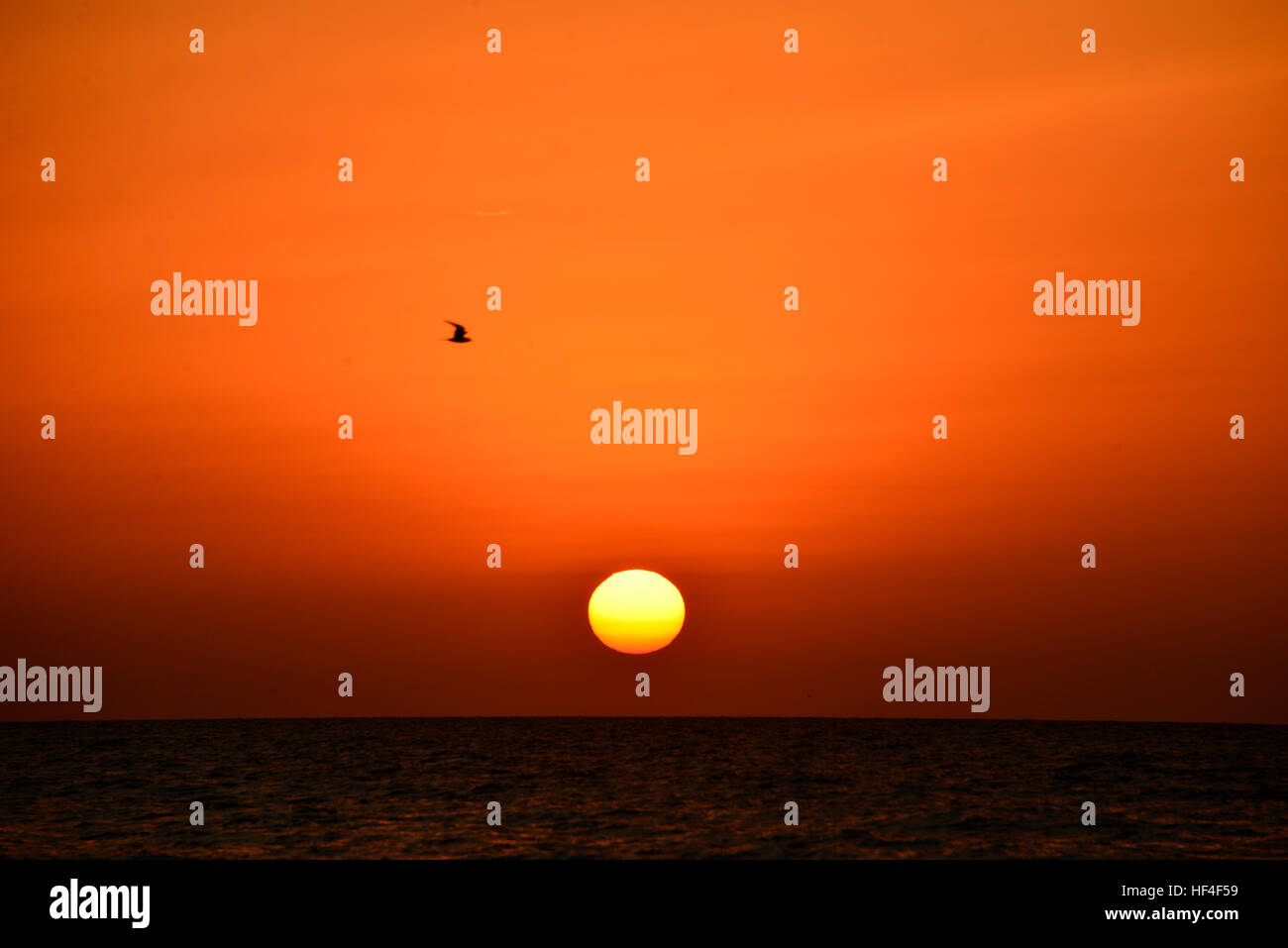 Grand Soleil à la plage, Red sky et un vol d'oiseaux Banque D'Images