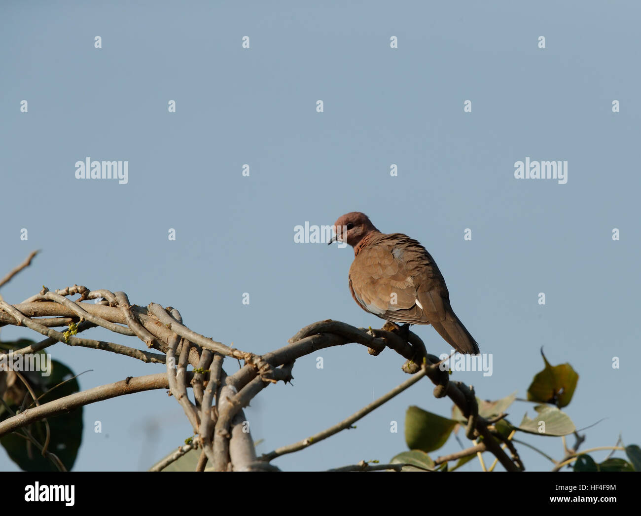 Un rire dodus dove assis sur une pièce verticale de l'ardoise avec un arrière-plan Banque D'Images