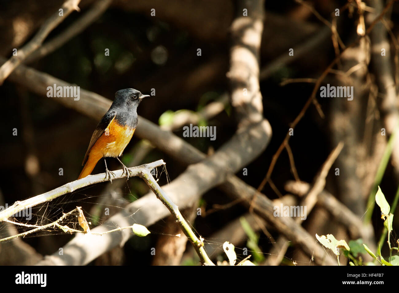 Paruline Flamboyante Phoenicurus Auroreus Daurian Bel