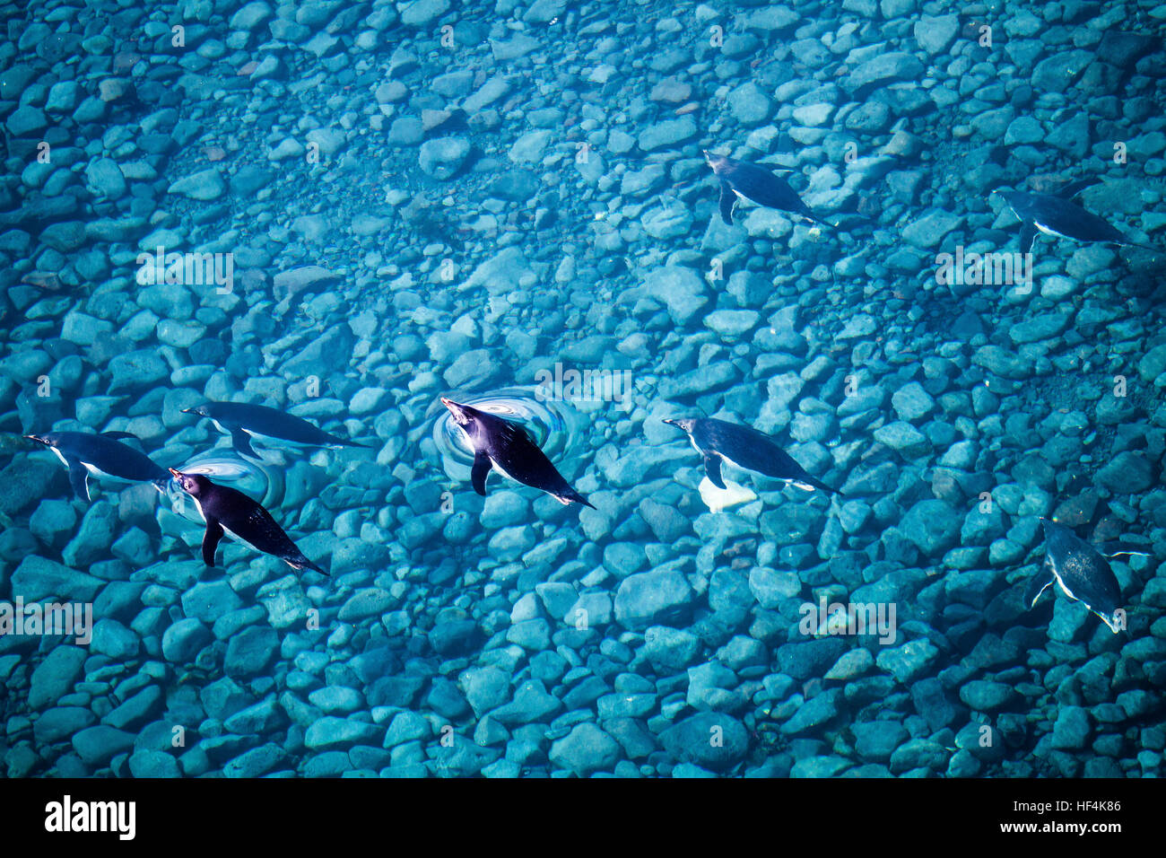 Un certain nombre de manchots adélies nagent dans les eaux bleues au large de l'île Paulet. L'antarctique Banque D'Images