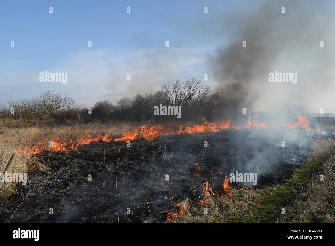 La combustion de l'herbe sèche et de roseaux. Le nettoyage des champs et fossés du taillis de l'herbe sèche. Banque D'Images