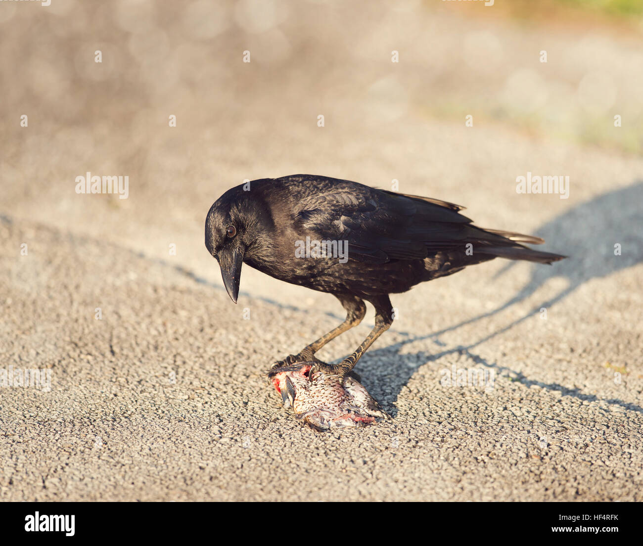 Crow manger un poisson dans les zones humides de Floride Banque D'Images