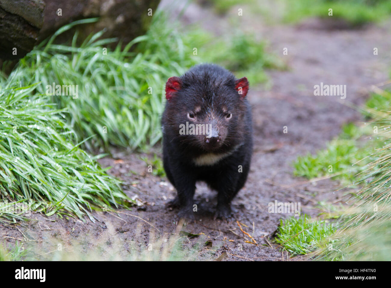 Diable de Tasmanie en captivité (sarcophilus harrisii) Comité permanent Banque D'Images