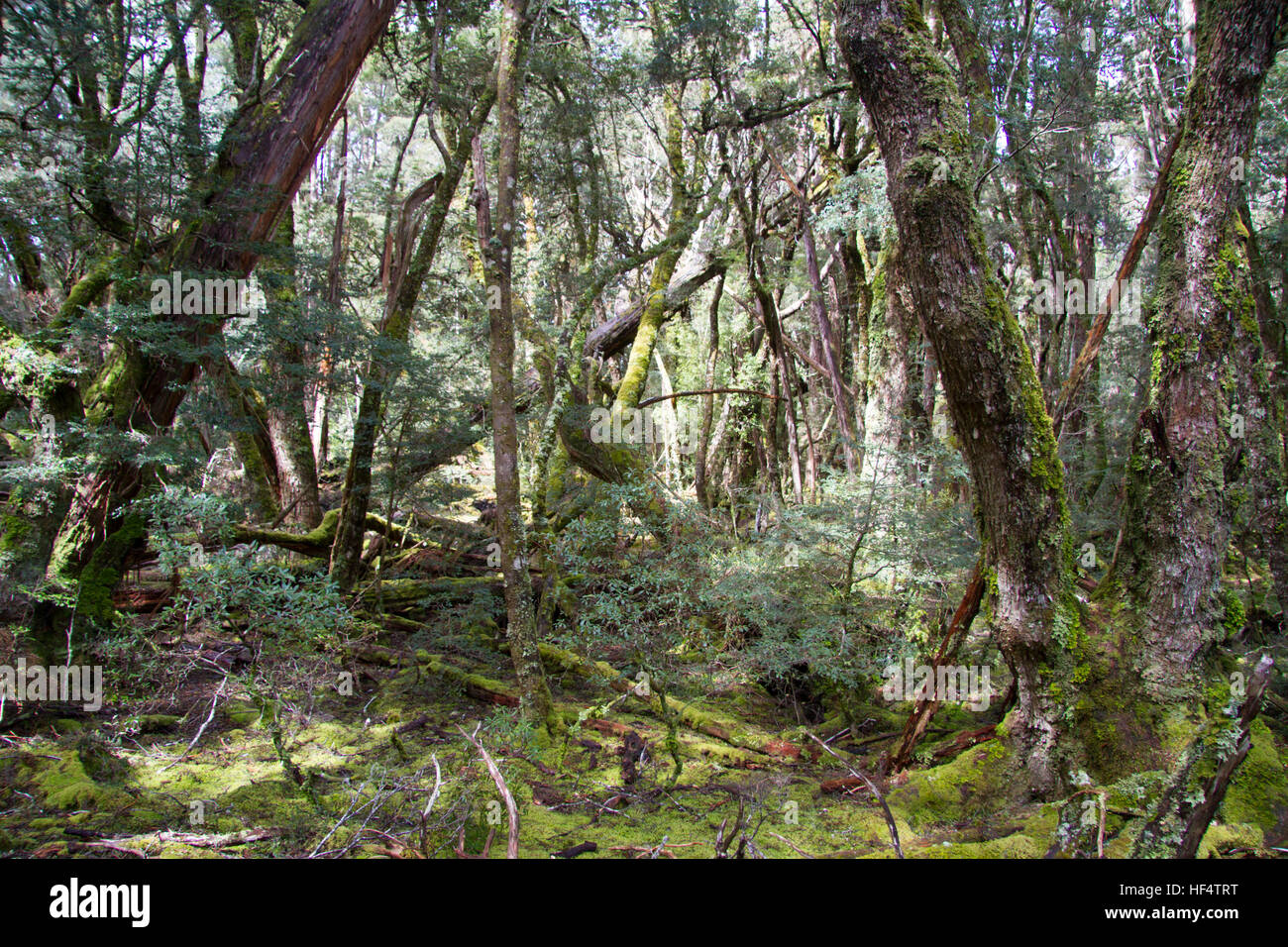 Forêt d'eucalyptus humides Tasmanie Banque D'Images