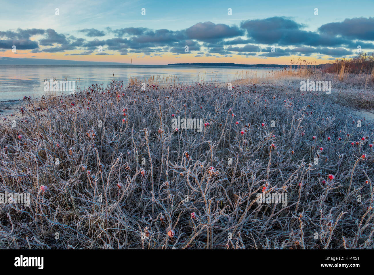 Épines Rose congelé Banque D'Images