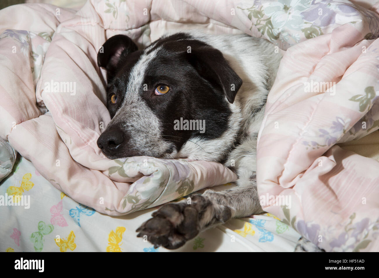Le Jasper bleu australien à talon chien dormir sous une couette-Victoria, Colombie-Britannique, Canada. Banque D'Images