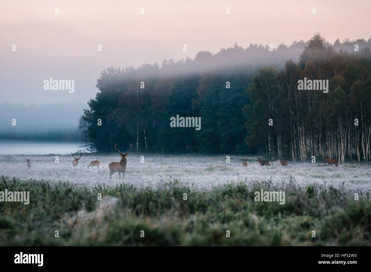 Red Deer et leader sur le troupeau champ neigeux contre la forêt brumeuse au petit matin pendant le rut en Biélorussie Banque D'Images