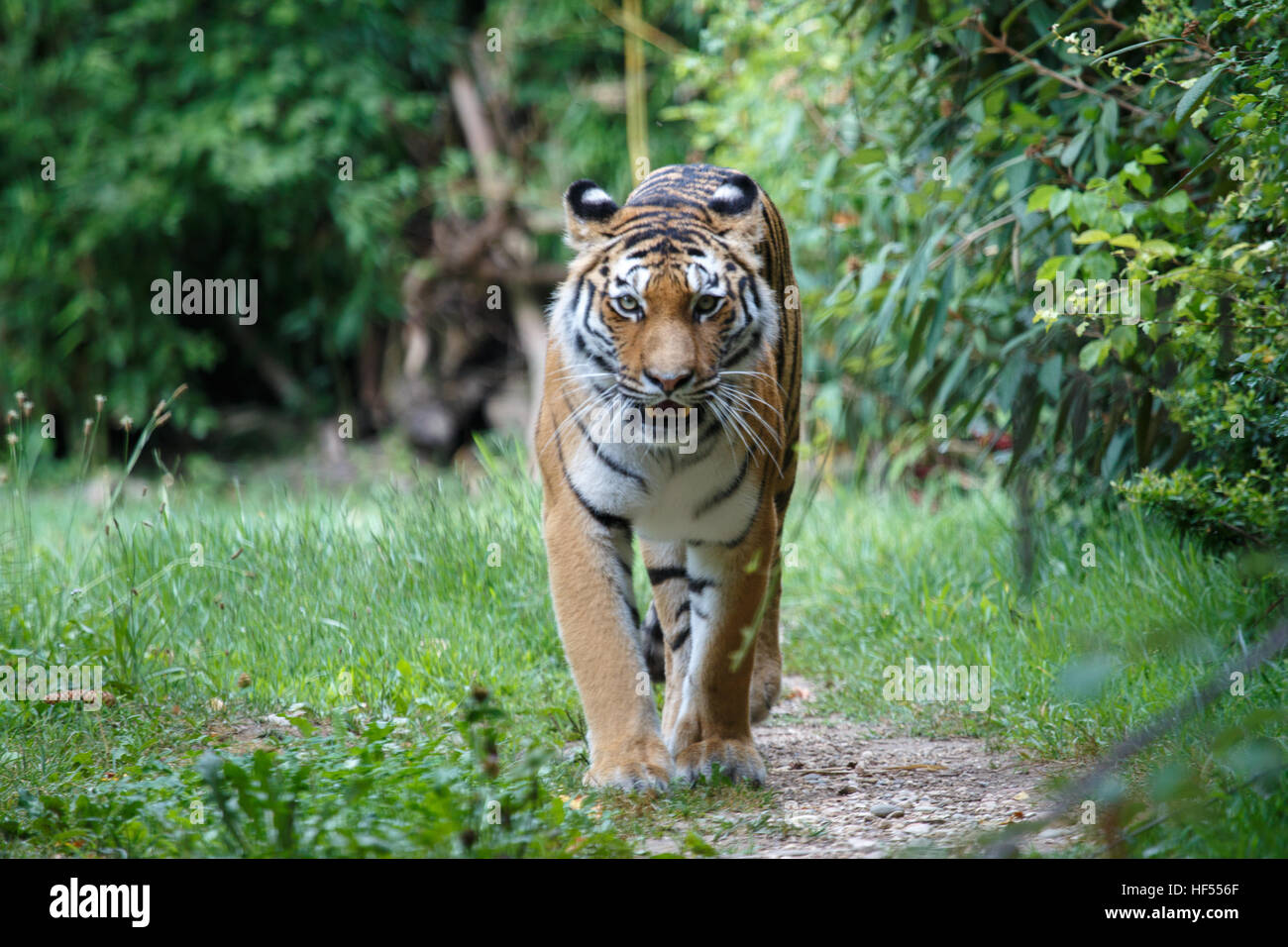 Vue frontale d'un tigre de Sibérie ou tigre de l'amour, Panthera tigris altaica, marcher dans la forêt. Banque D'Images