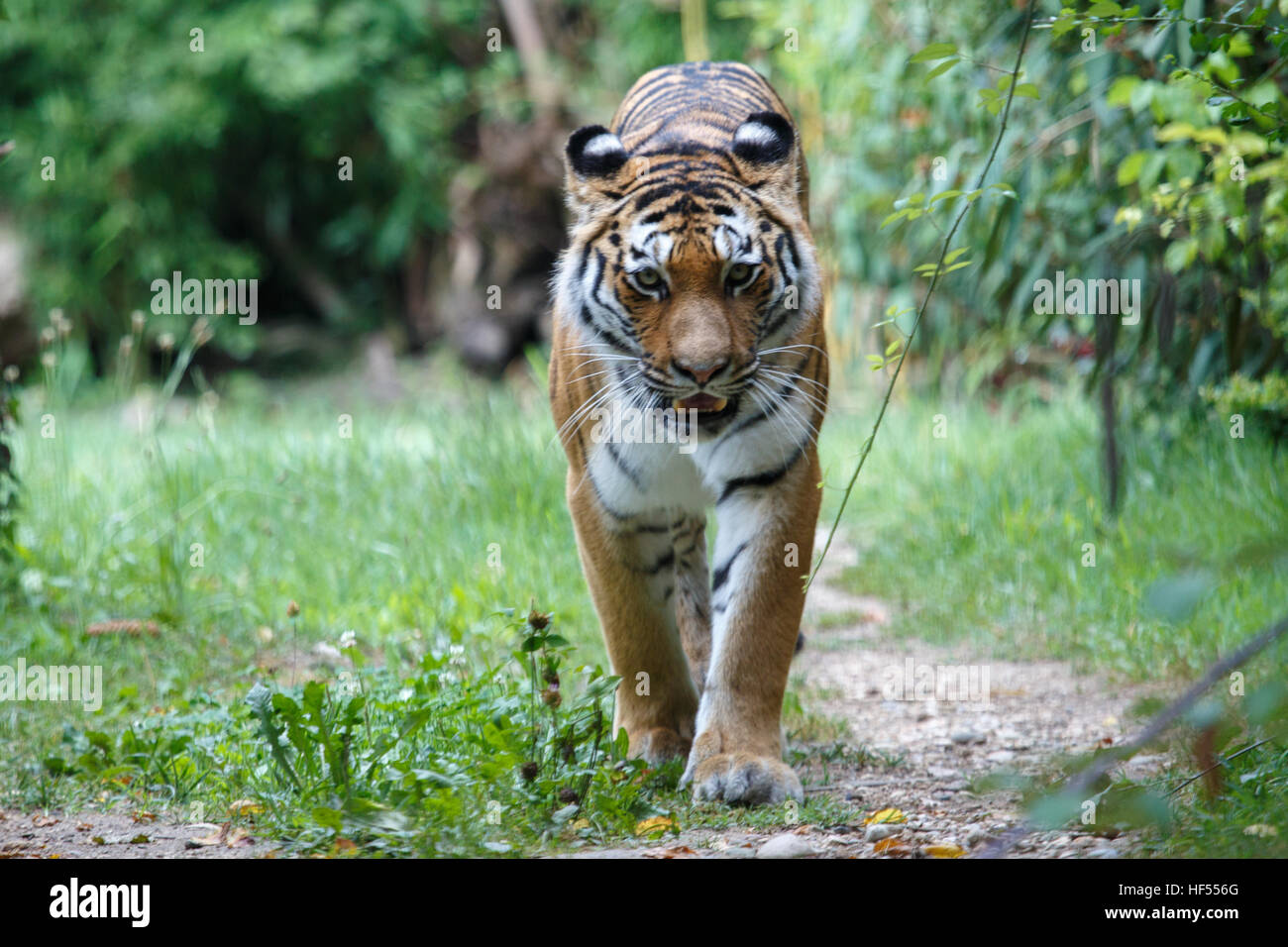 Vue frontale d'un tigre de Sibérie ou tigre de l'amour, Panthera tigris altaica, déménagement dans la forêt. Banque D'Images