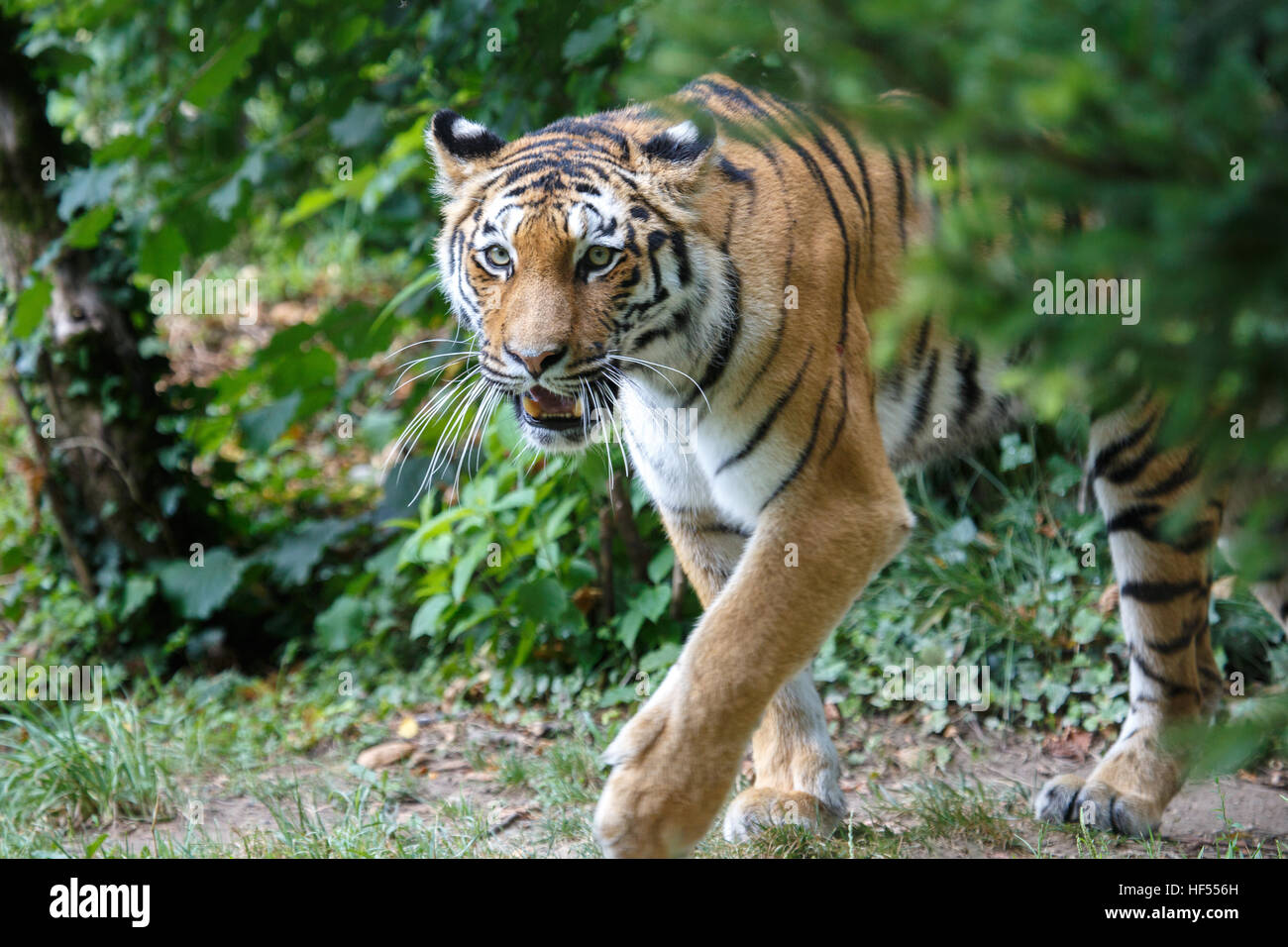 Vue d'un tigre de Sibérie ou tigre de l'amour, Panthera tigris altaica, déménagement dans la forêt. Banque D'Images