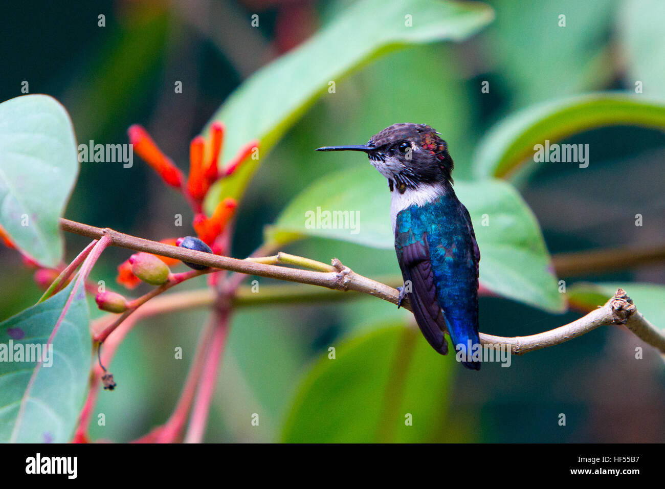 Colibri d, le plus petit oiseau du monde, à Cuba Banque D'Images