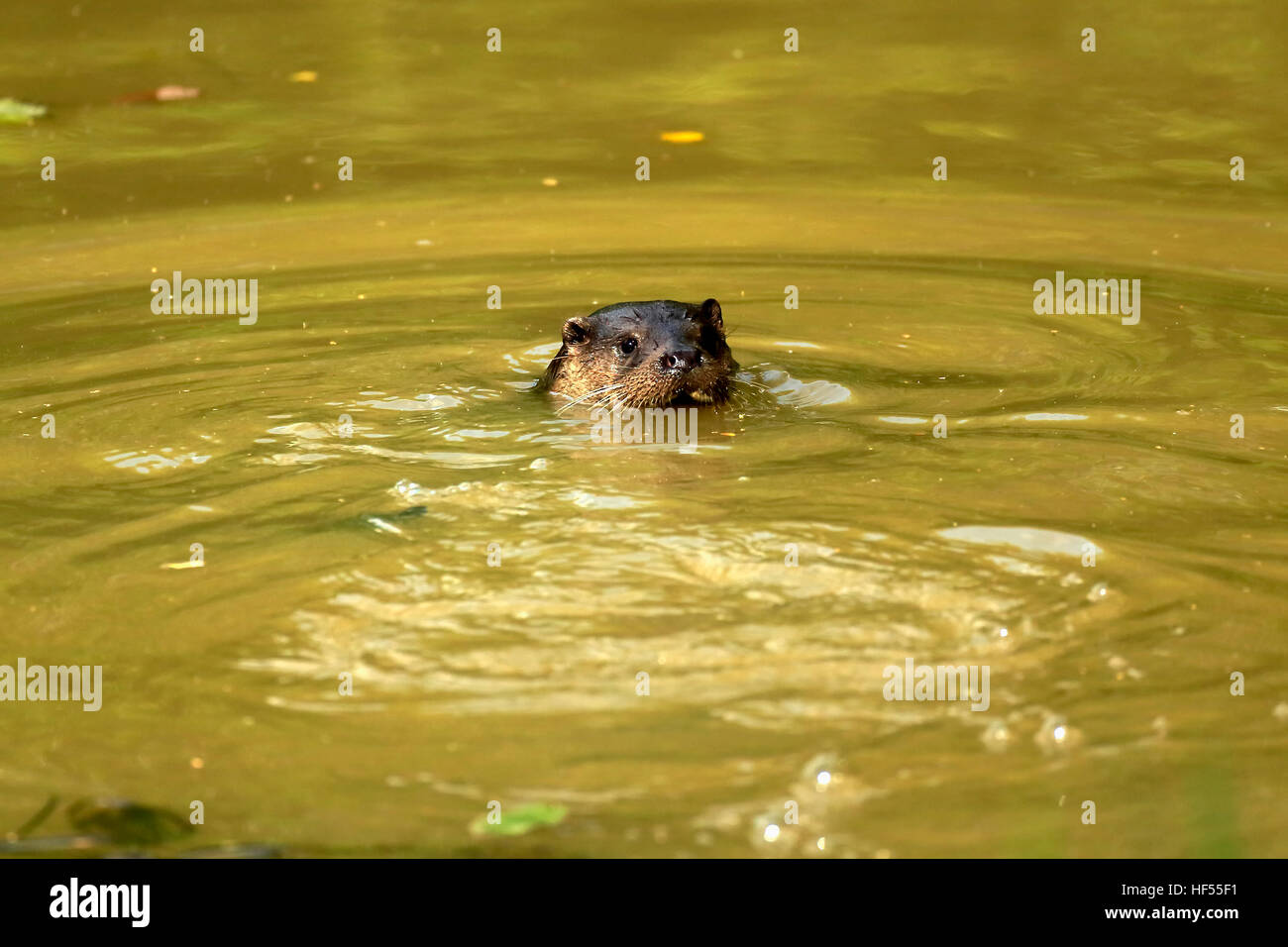 Loutre d'Europe, la loutre commune (Lutra lutra), natation adultes, Surrey, Angleterre, Europe Banque D'Images