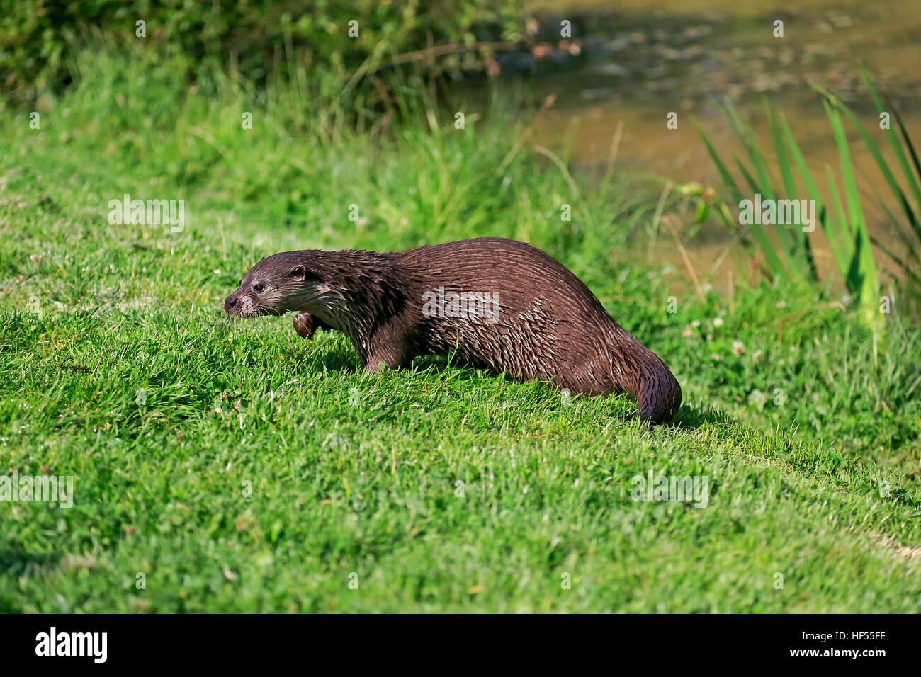 Loutre d'Europe, la loutre commune (Lutra lutra), balades adultes, Surrey, Angleterre, Europe Banque D'Images