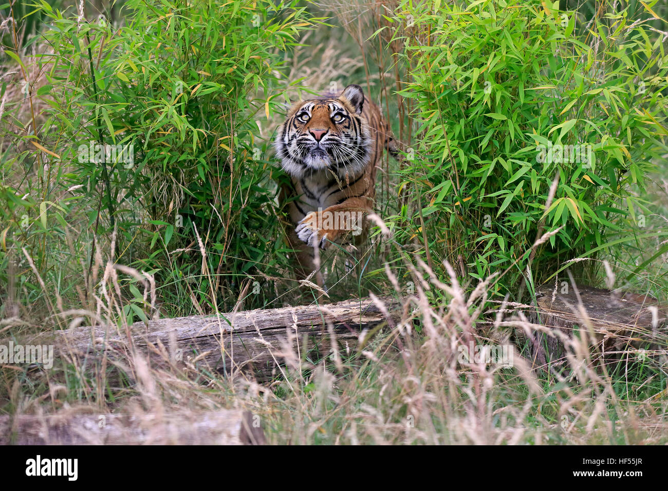(Tigre de Sibérie, Panthera tigris altaica), des profils de filatures, de l'Asie Banque D'Images (Tigre de Sibérie, Panthera tigris altaica), des profils de filatures, de l'Asie Banque D'Images