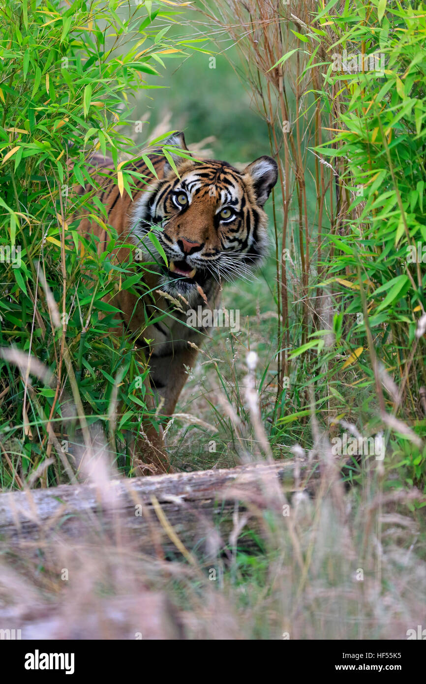 (Tigre de Sibérie, Panthera tigris altaica), alerte adultes, en Asie Banque D'Images
