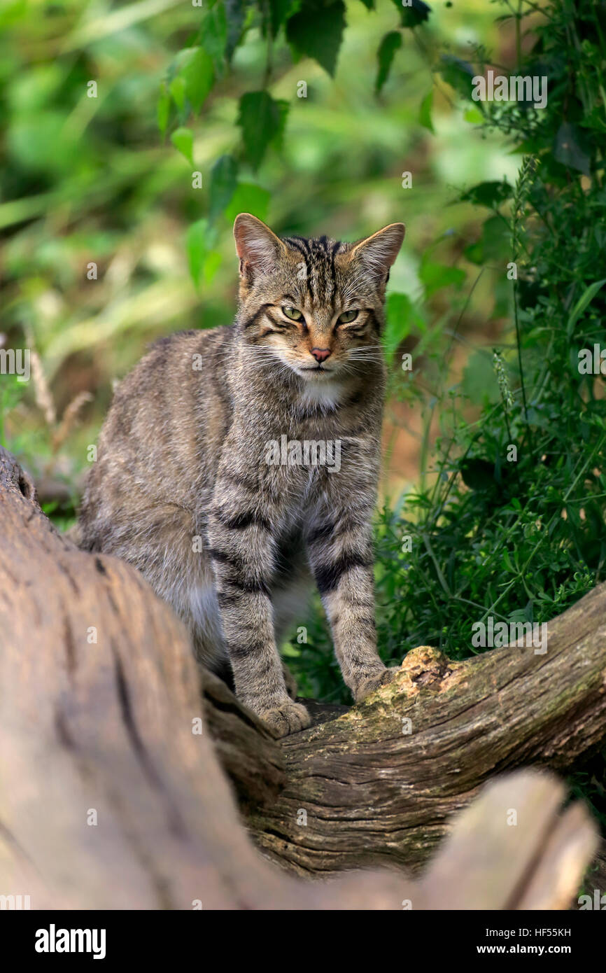 Scottish Wildcat (Felis silvestris silvestris), des profils d'alerte, Surrey, Angleterre, Europe Banque D'Images