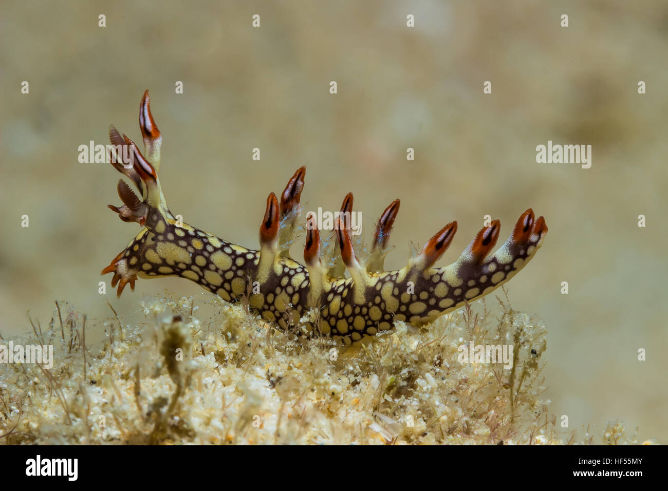 Photo sous-marine de Bornella anguilla, nudibranche, limace de mer Banque D'Images