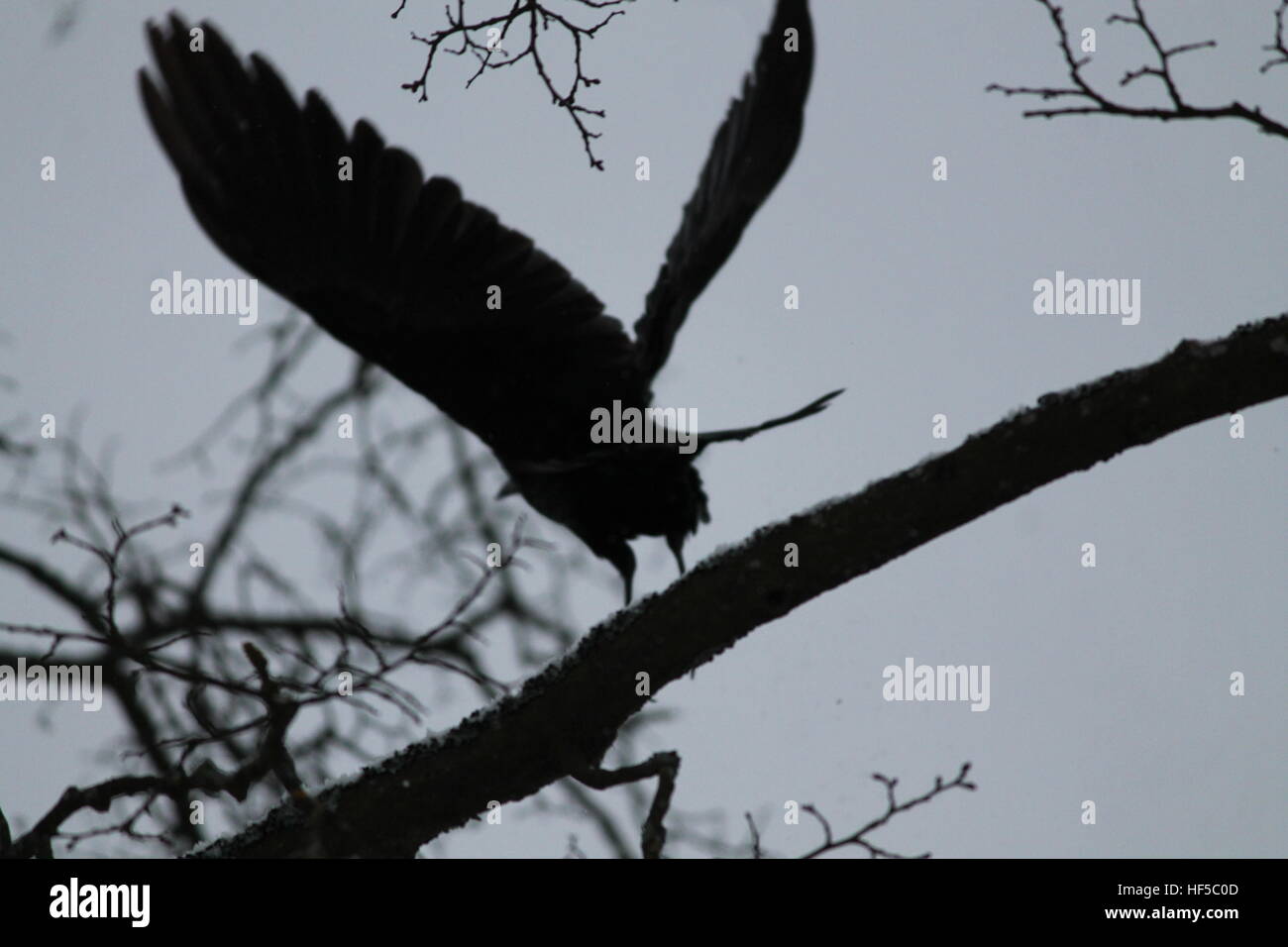 Belle grosse black raven se préparer à voler rester sur branche d'arbre avec les ailes grandes ouvertes Banque D'Images