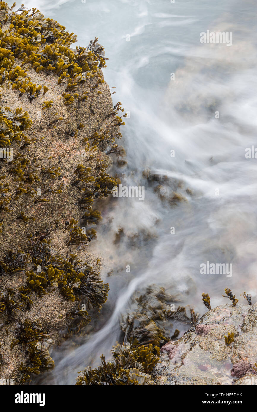Fucus spiralis rack en spirale, et eaux de lavage sur les rochers que l'algue se développe à partir de. Banque D'Images