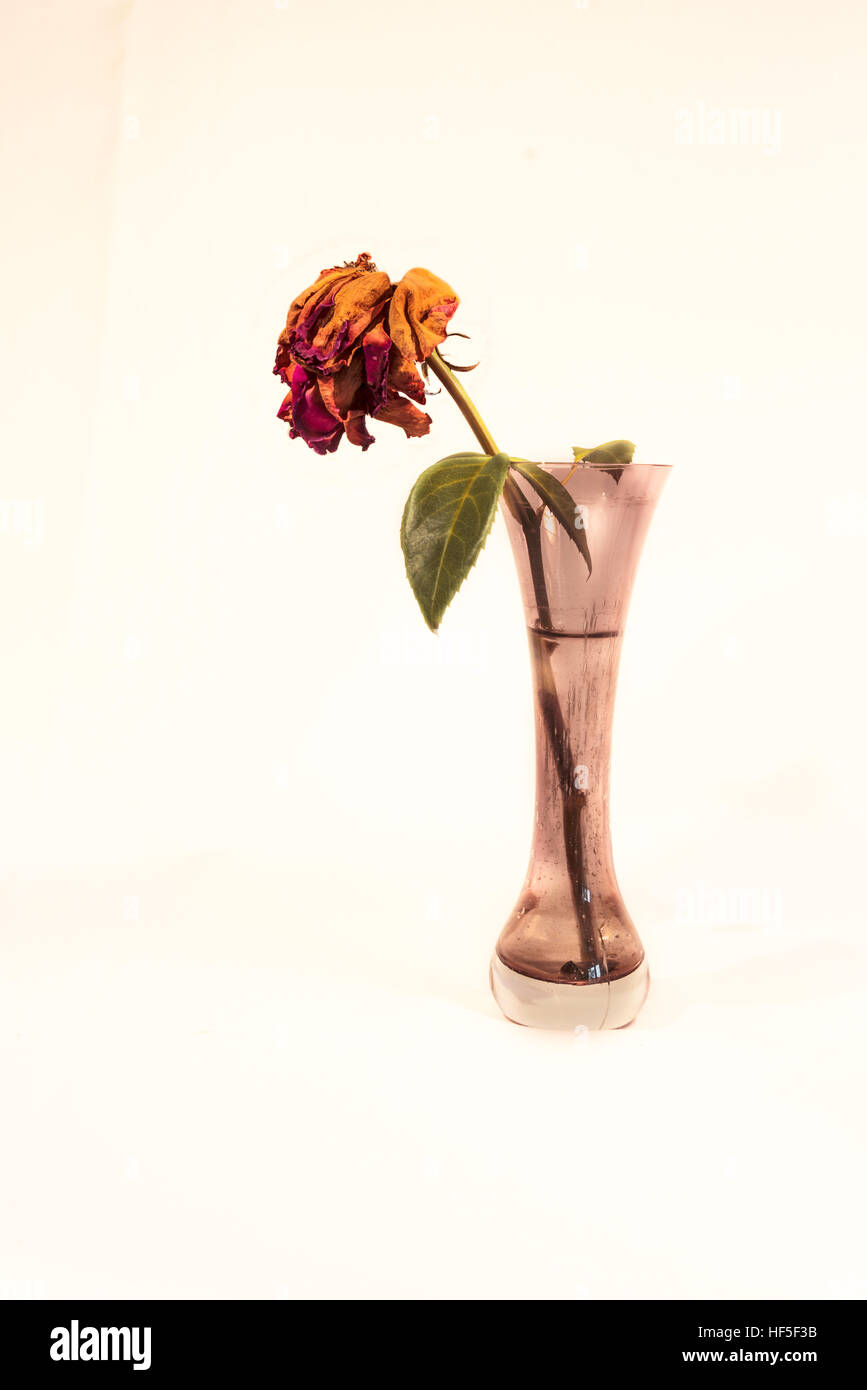 Rose morte dans un vase aux pétales flétris Banque D'Images