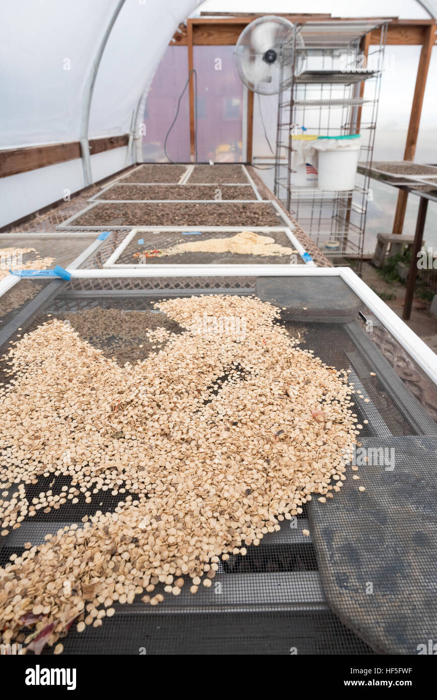 Graines de poivre de séchage dans une serre dans une ferme de l'Idaho. Banque D'Images