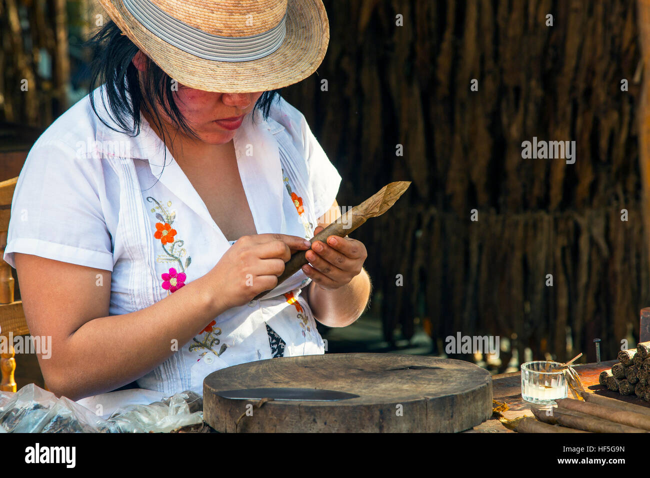 Femme part rouler un cigare de feuilles de tabac frais, Playa Del Carmen, Mexique Banque D'Images