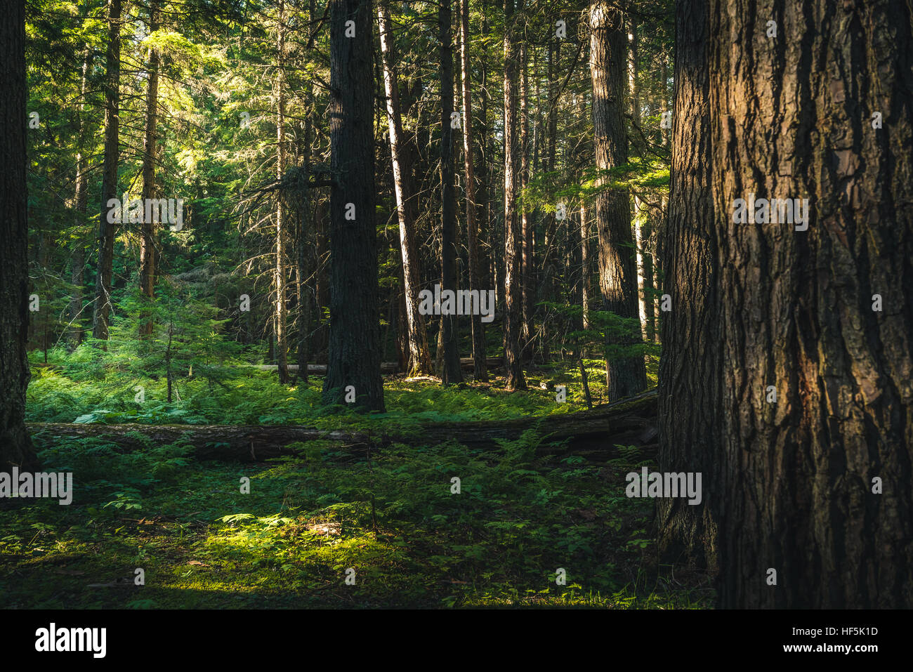 Forêt de conifères. Banque D'Images