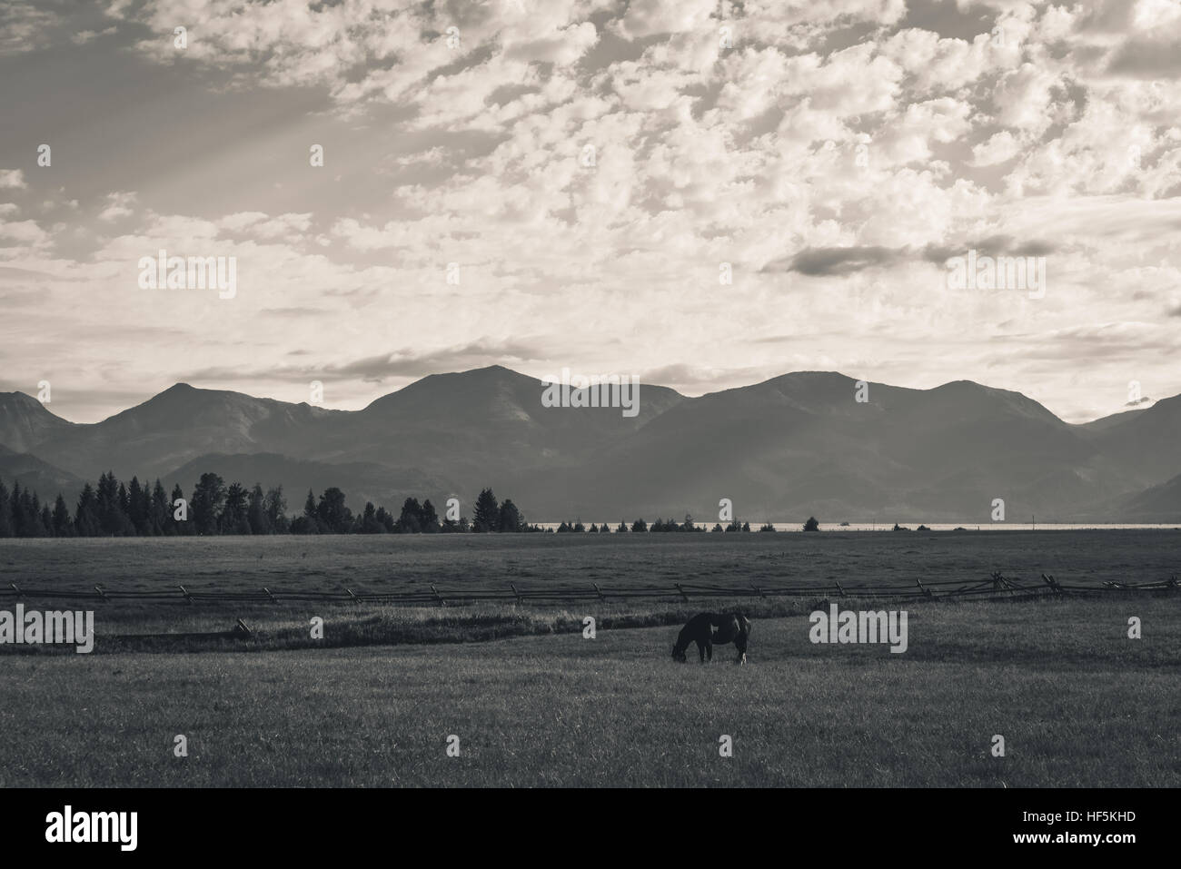 Cheval solitaire dans un champ entouré de montagnes. Noir et blanc. Banque D'Images