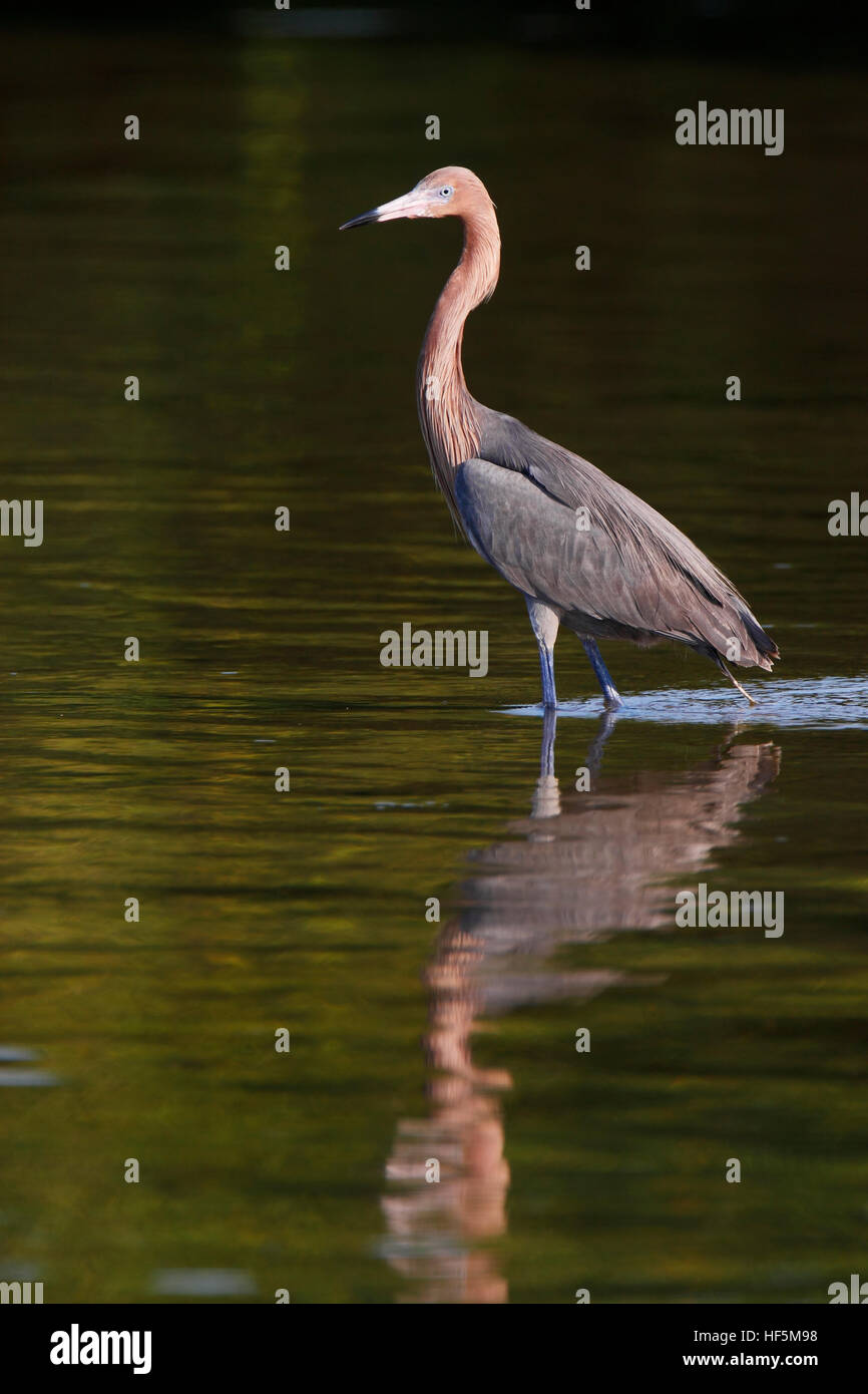 Aigrette garzette (Egretta rufescens rougeâtre) debout dans l'eau, Ding Darling NWR, Florida, USA Banque D'Images