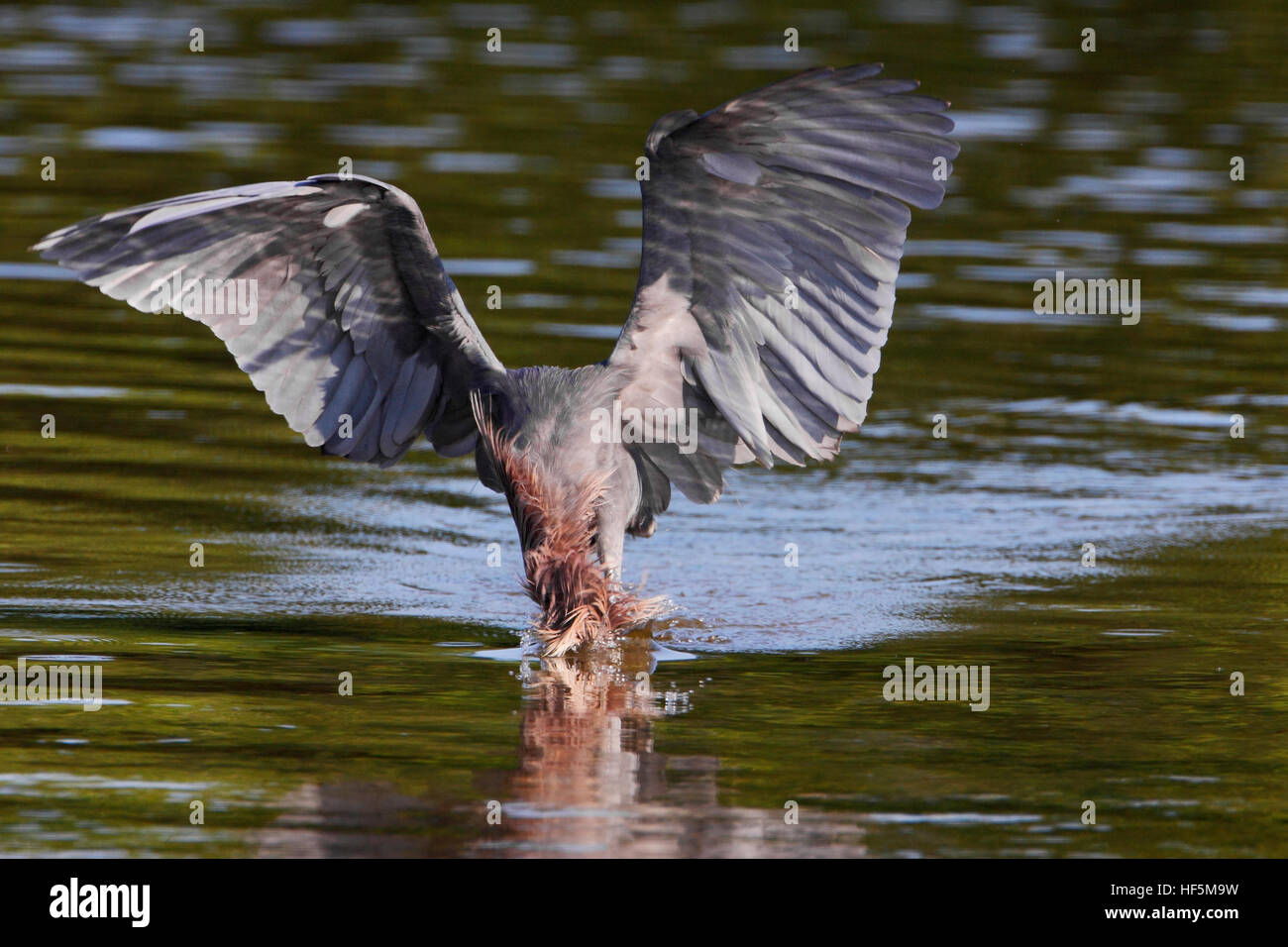 Aigrette garzette (Egretta rufescens rougeâtre) avec ailes déployées la pêche dans les eaux peu profondes, Ding Darling NWR, Florida, USA Banque D'Images