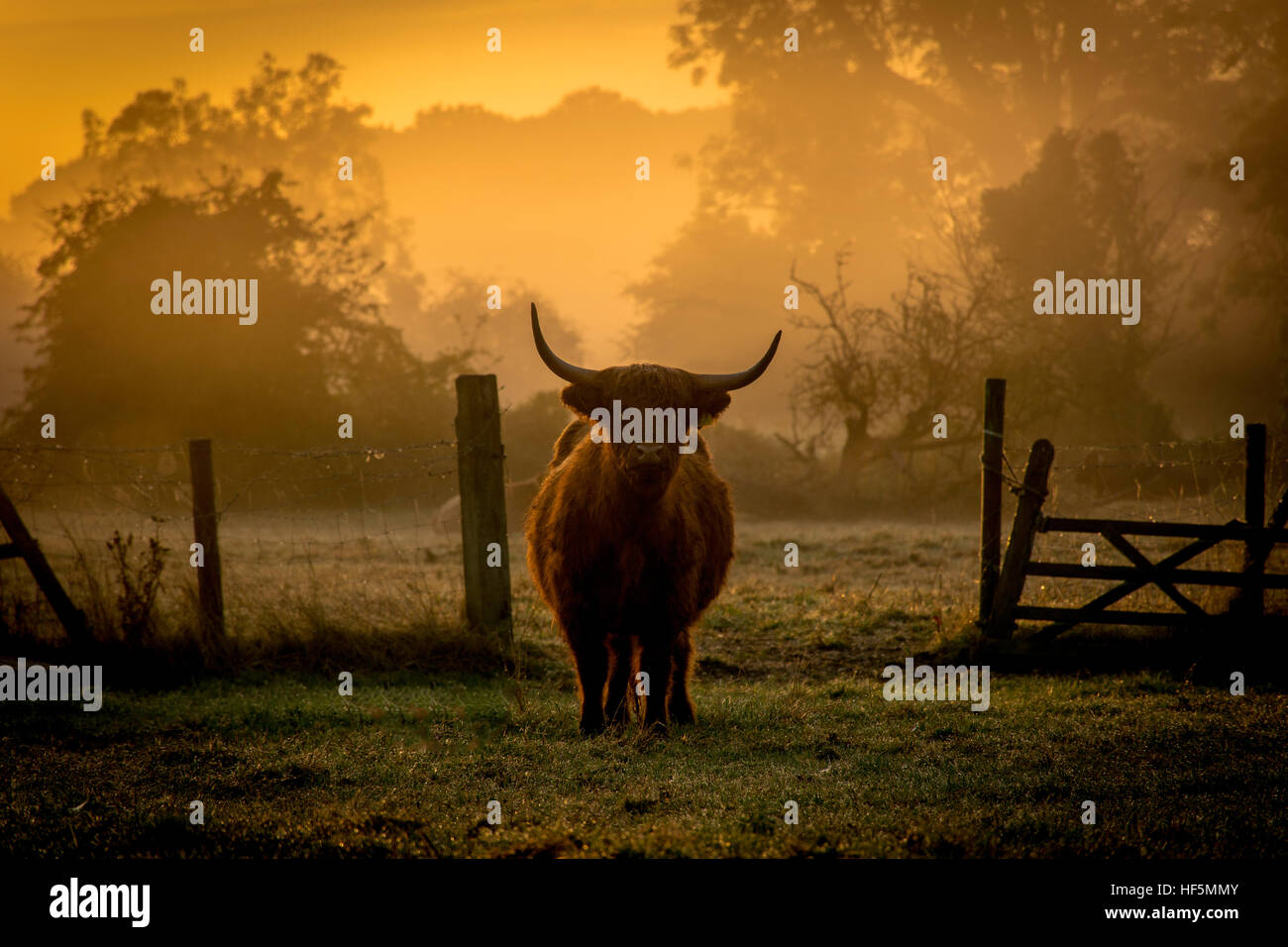 Une vache highland at dawn Banque D'Images