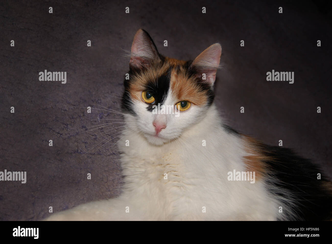 Chat Calico Allonge Sur Tapis Gris Prix Photo Stock Alamy Chat Calico Allonge Sur Tapis Gris Prix Photo Stock Alamy