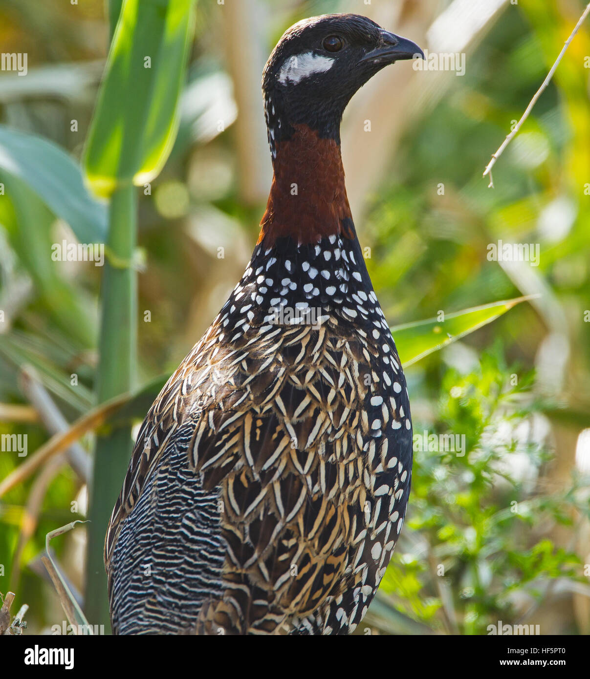 Francolin noir Francolinus francolinus Chypre Printemps mâle Banque D'Images