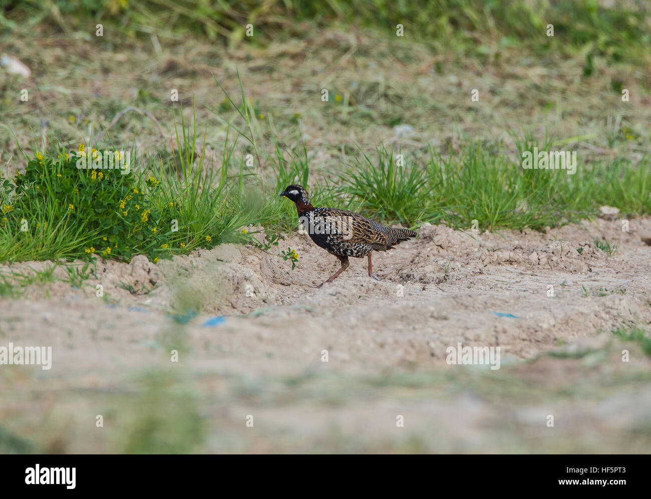 Francolin noir Francolinus francolinus Chypre Printemps mâle Banque D'Images