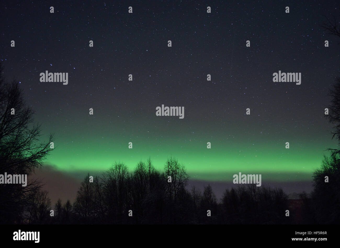 Belle aurore boréale danser sur la cime des arbres en hiver Banque D'Images