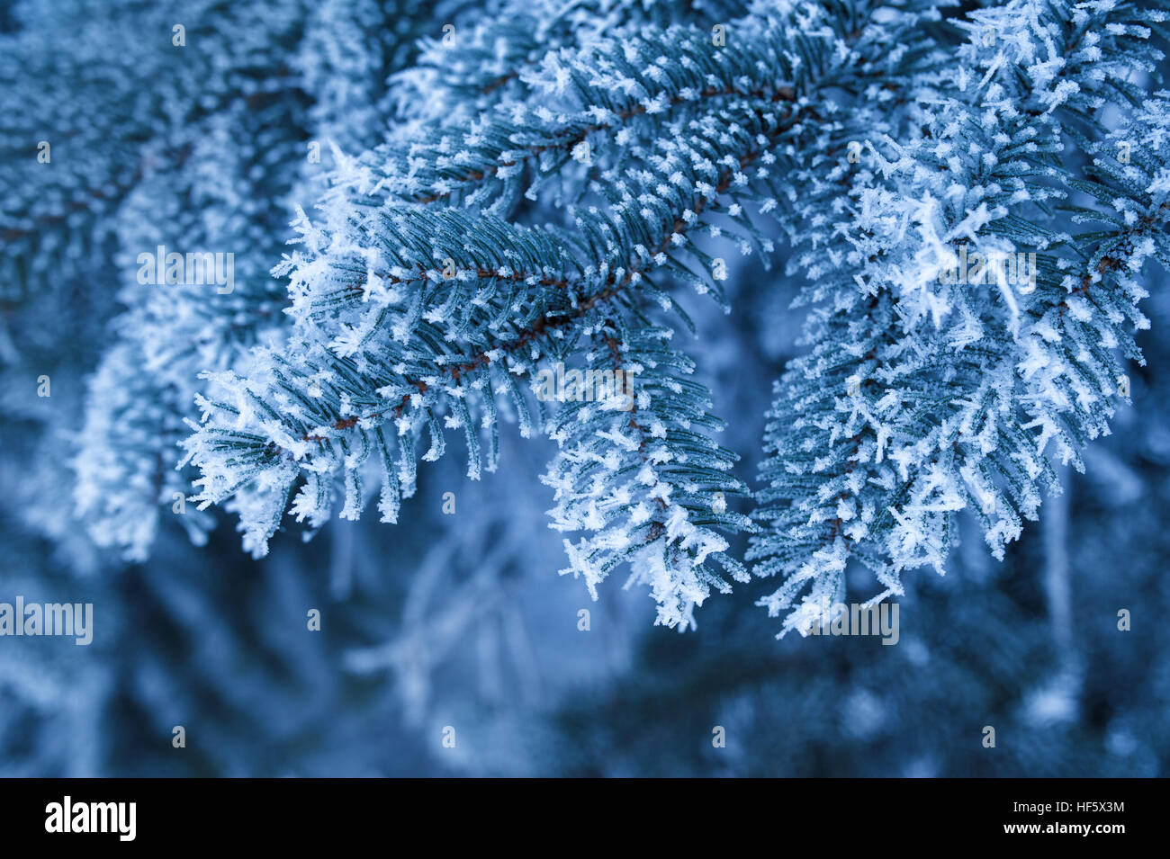 Contexte La belle snow-covered branches des épinettes dans Winter Park Banque D'Images