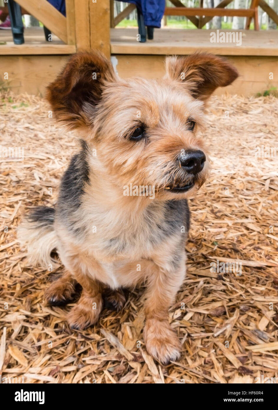 Libre d'un croisement de Terrier Shih Tzu chiot bringé avec manteau de fourrure marron et noir. Banque D'Images