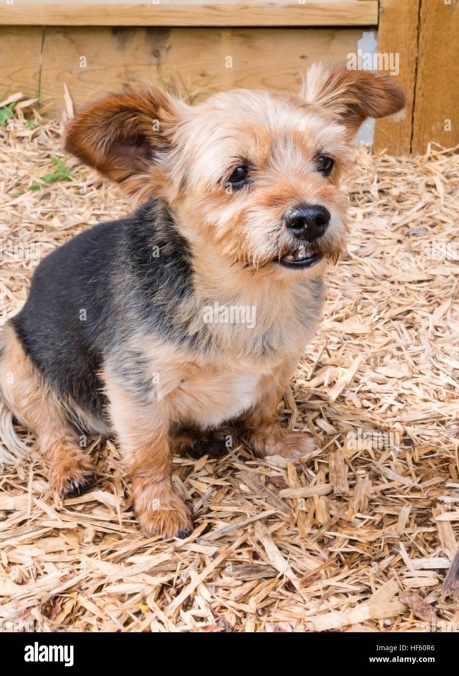 Libre d'un croisement de Terrier Shih Tzu chiot bringé avec manteau de fourrure marron et noir. Banque D'Images