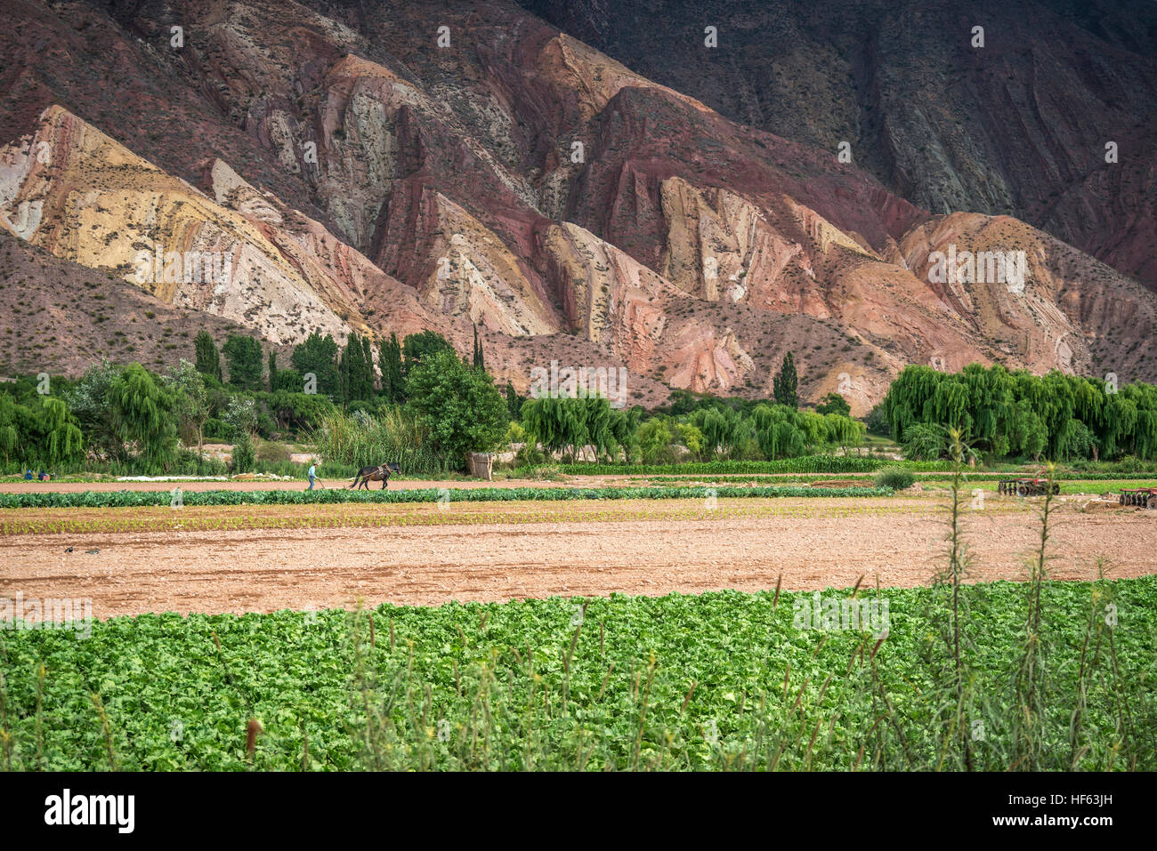 Farmer ploughing avec vieux cheval système dans la Quebrada de Humahuaca, Jujuy, Argentine Banque D'Images