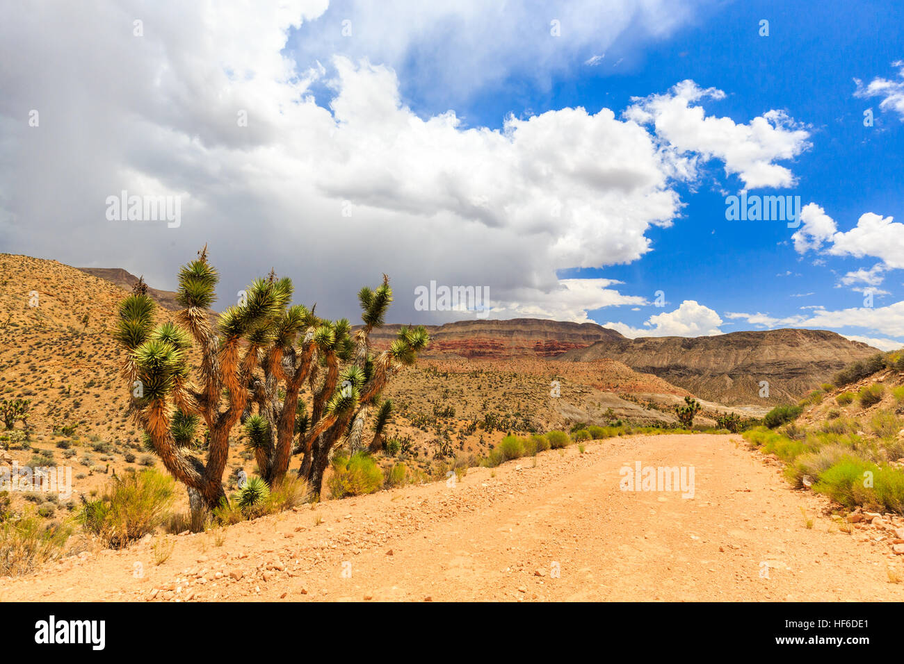 Le long de la route de Joshua Tree dans le désert de Mojave, près de la pittoresque Backway. Banque D'Images