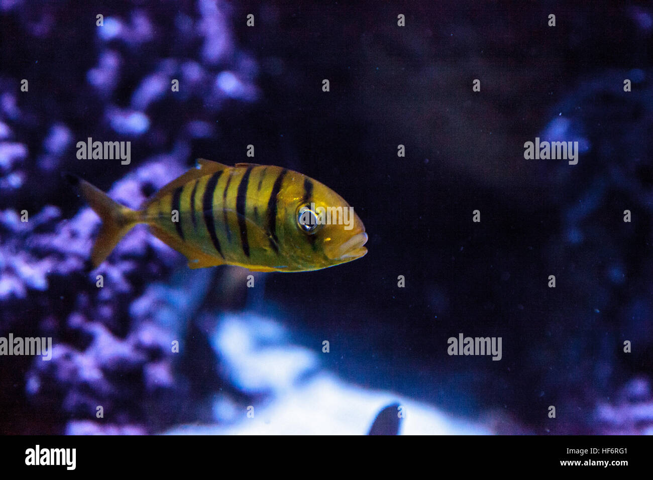 Gnathanodon speciosus Golden Jack nage dans un aquarium. Banque D'Images